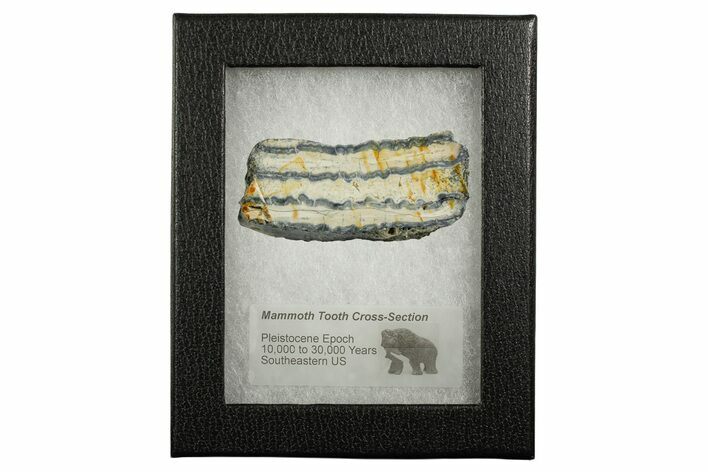 Mammoth Molar Slice With Case - South Carolina #349960